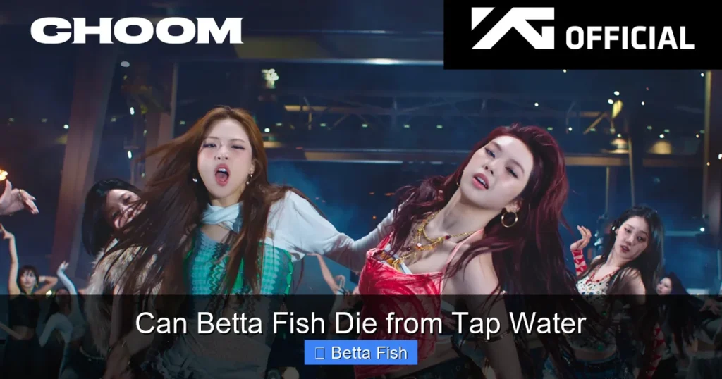 Can Betta Fish Die from Tap Water