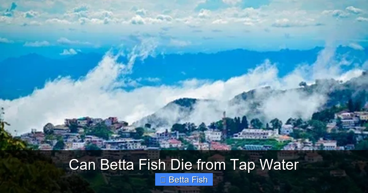 Can Betta Fish Die from Tap Water