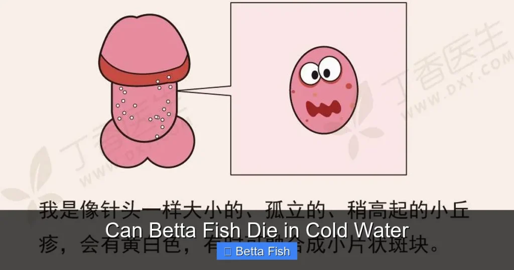 Can Betta Fish Die in Cold Water