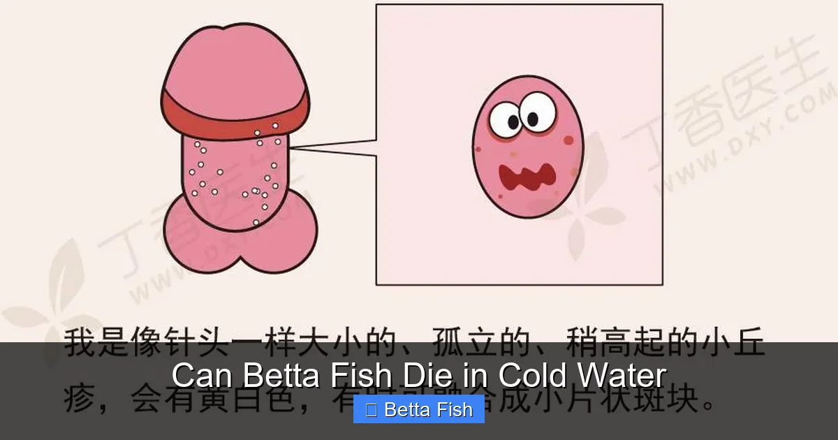 Can Betta Fish Die in Cold Water