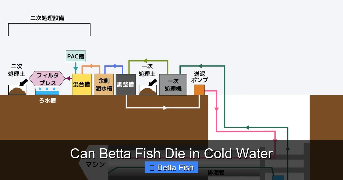 Can Betta Fish Die in Cold Water