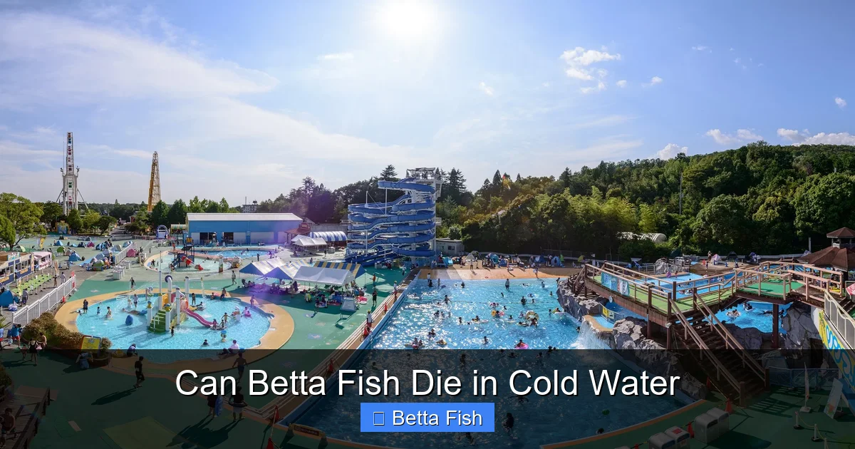 Can Betta Fish Die in Cold Water