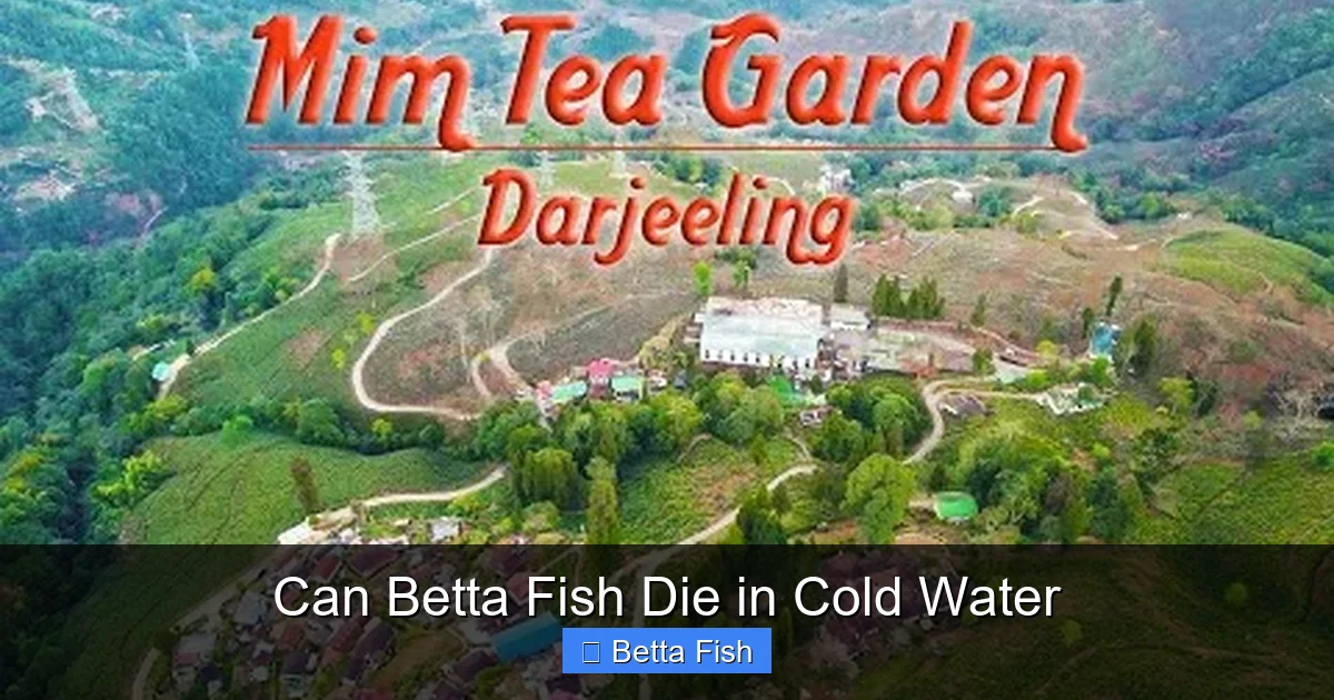 Can Betta Fish Die in Cold Water