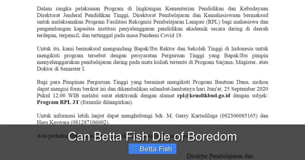 Can Betta Fish Die of Boredom