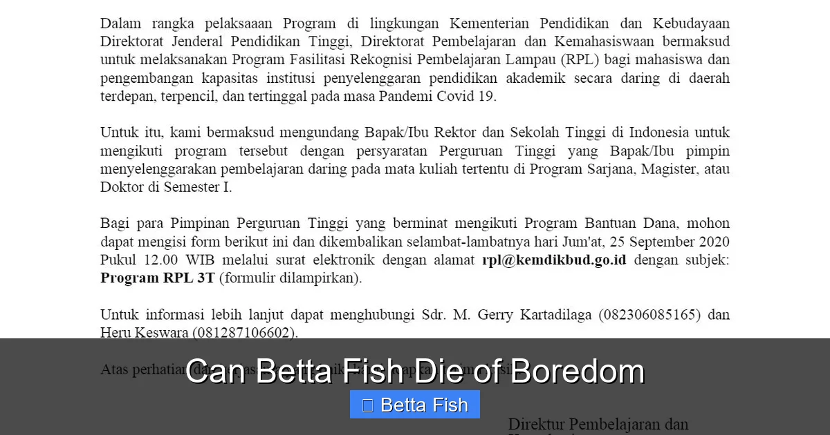Can Betta Fish Die of Boredom