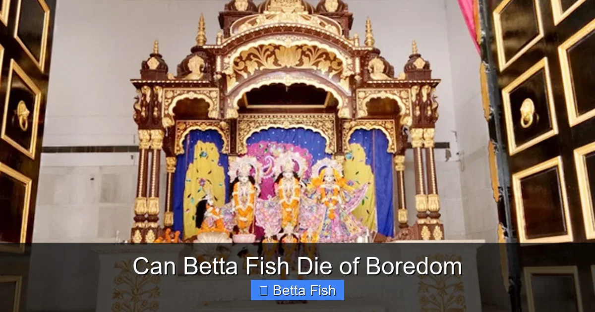 Can Betta Fish Die of Boredom