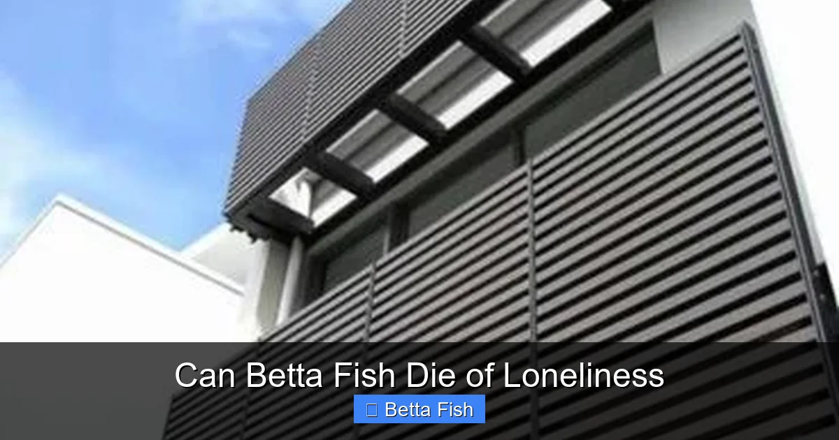 Can Betta Fish Die of Loneliness