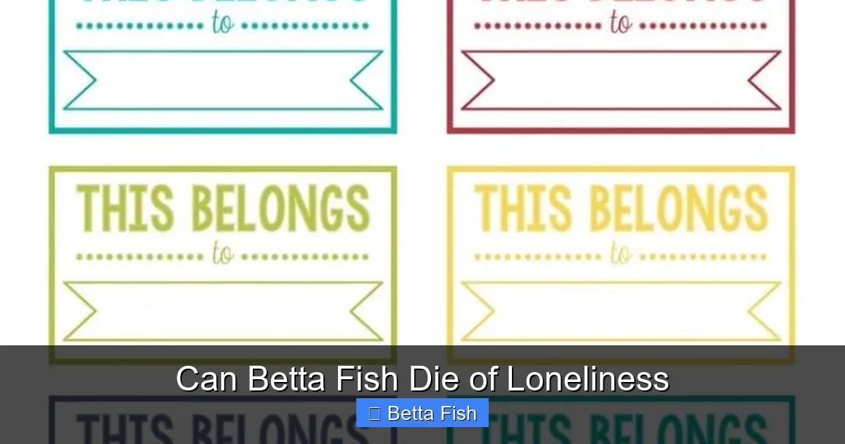 Can Betta Fish Die of Loneliness