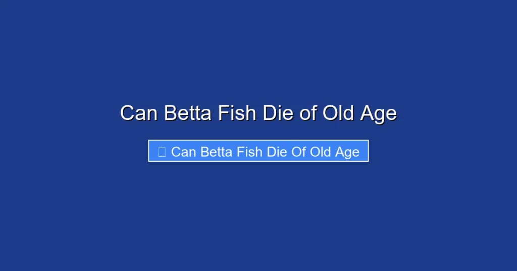 Can Betta Fish Die of Old Age