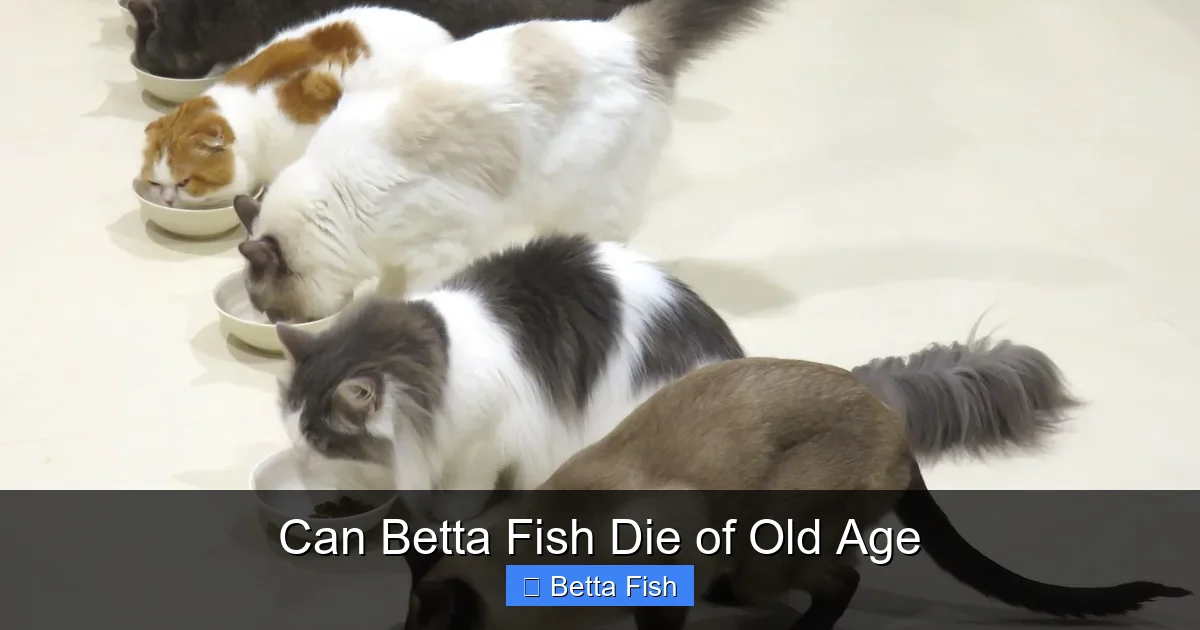 Can Betta Fish Die of Old Age