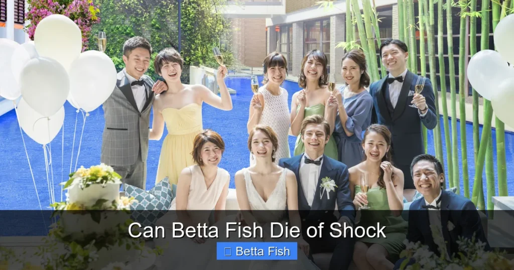 Can Betta Fish Die of Shock