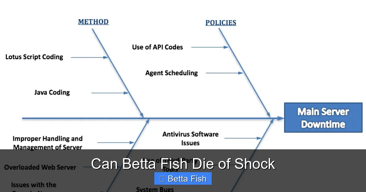 Can Betta Fish Die of Shock
