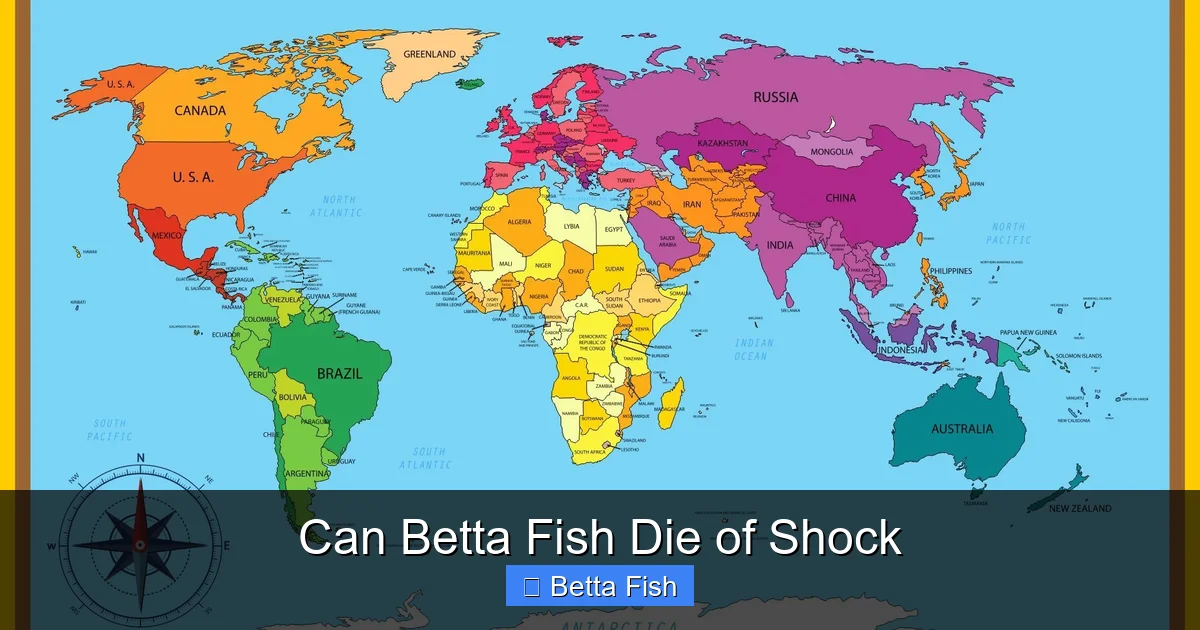 Can Betta Fish Die of Shock