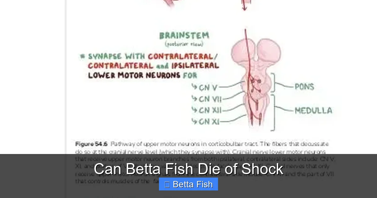 Can Betta Fish Die of Shock