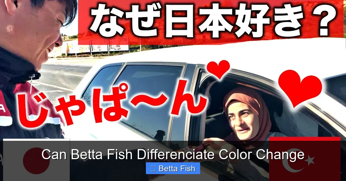 Can Betta Fish Differenciate Color Change