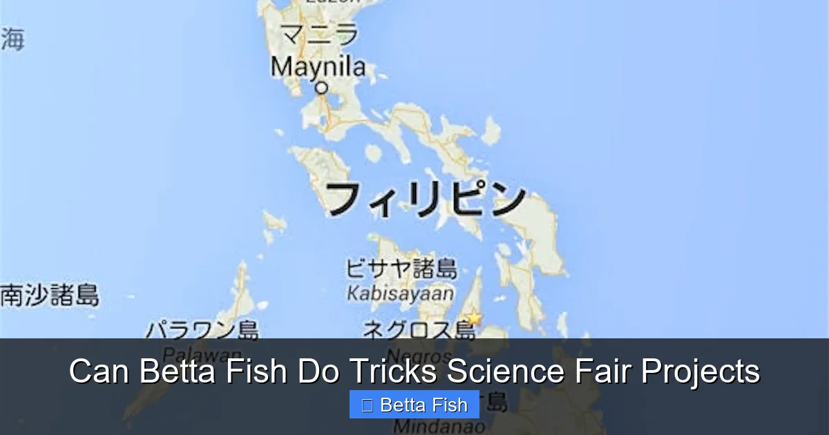 Can Betta Fish Do Tricks Science Fair Projects