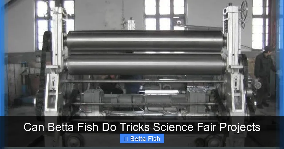 Can Betta Fish Do Tricks Science Fair Projects