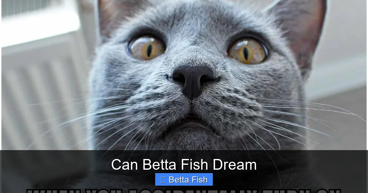 Can Betta Fish Dream