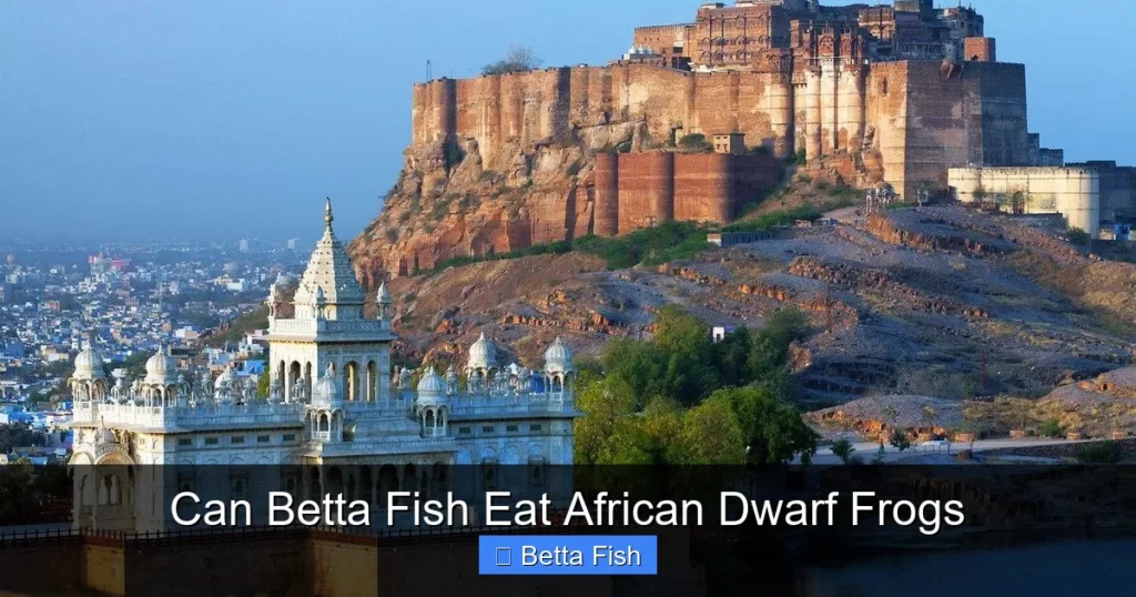 Can Betta Fish Eat African Dwarf Frogs