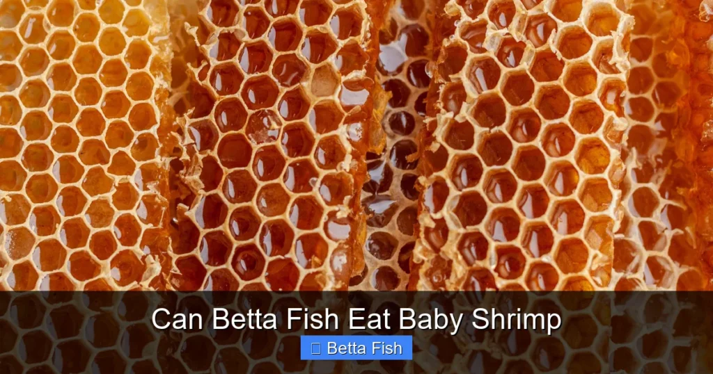 Can Betta Fish Eat Baby Shrimp