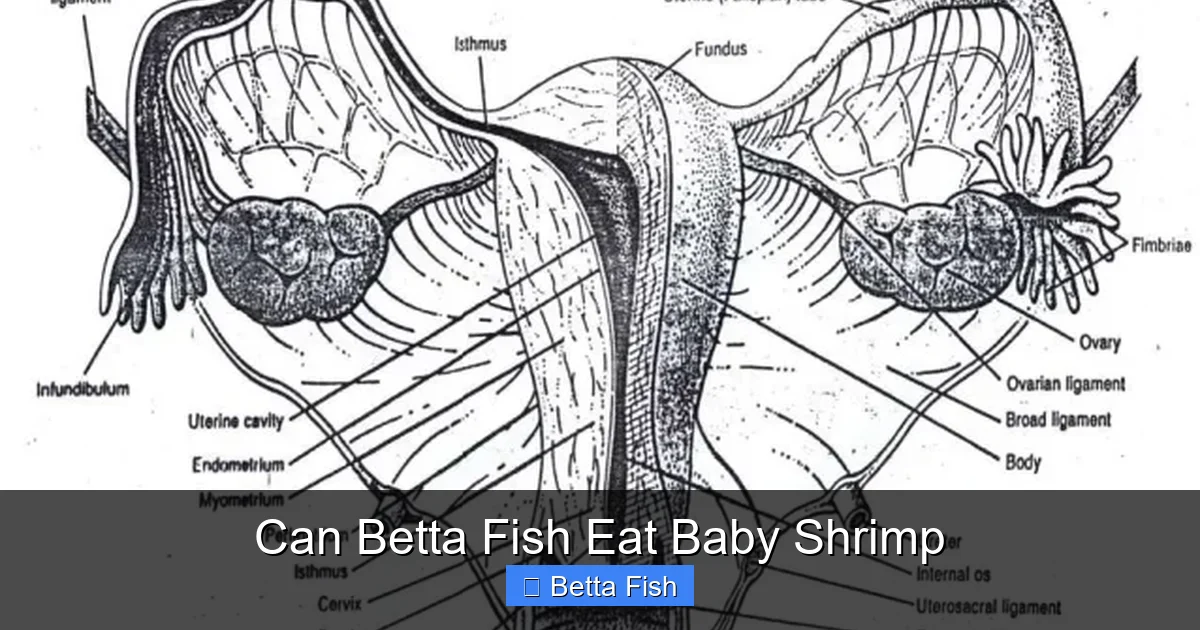 Can Betta Fish Eat Baby Shrimp