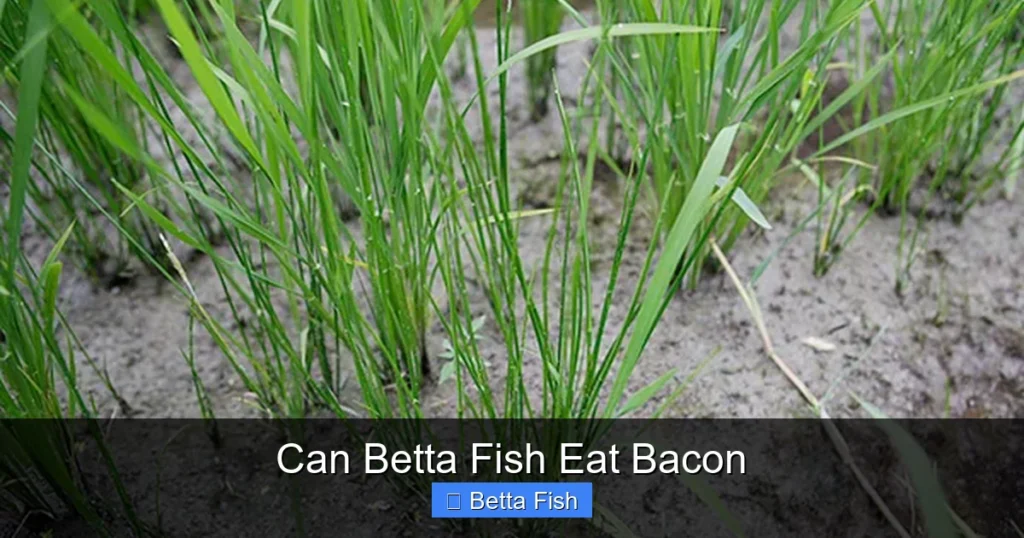 Can Betta Fish Eat Bacon