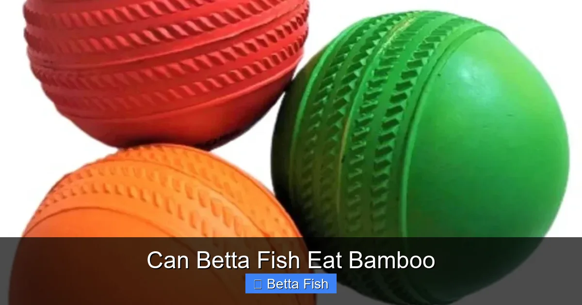 Can Betta Fish Eat Bamboo