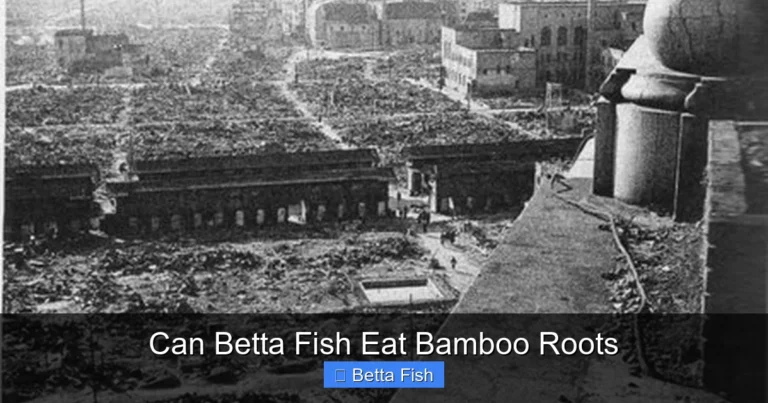 Can Betta Fish Eat Bamboo Roots