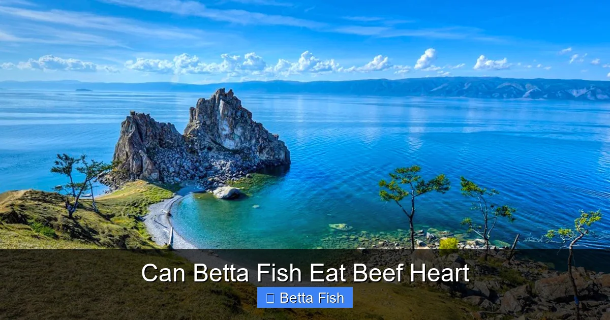 Can Betta Fish Eat Beef Heart