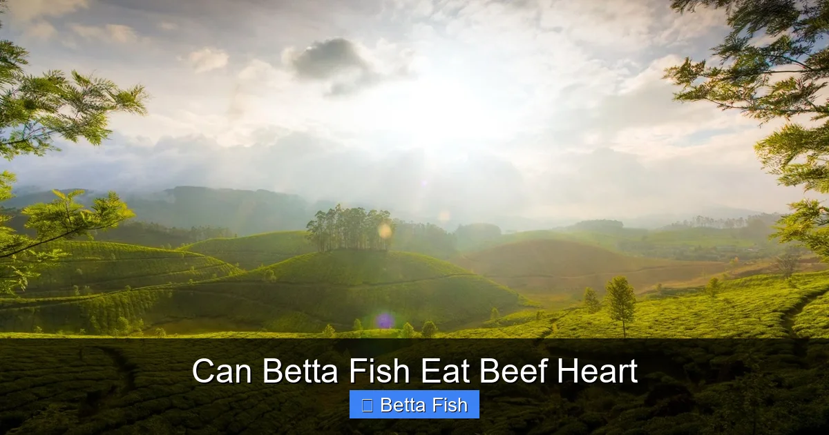 Can Betta Fish Eat Beef Heart