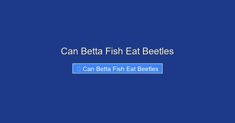 Can Betta Fish Eat Beetles