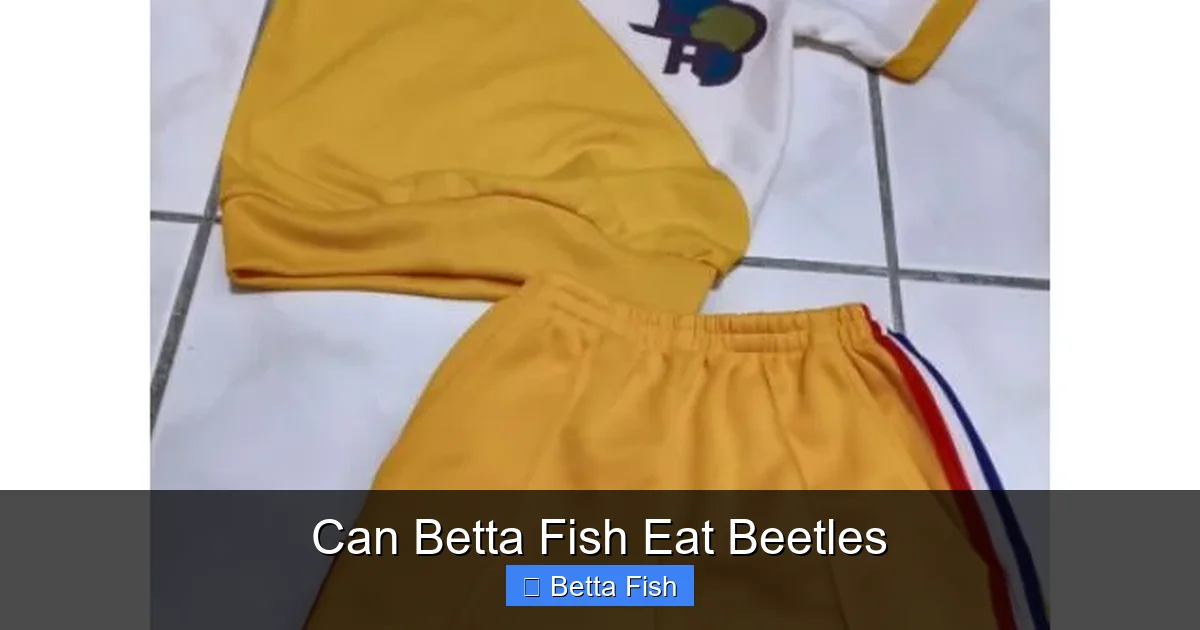 Can Betta Fish Eat Beetles