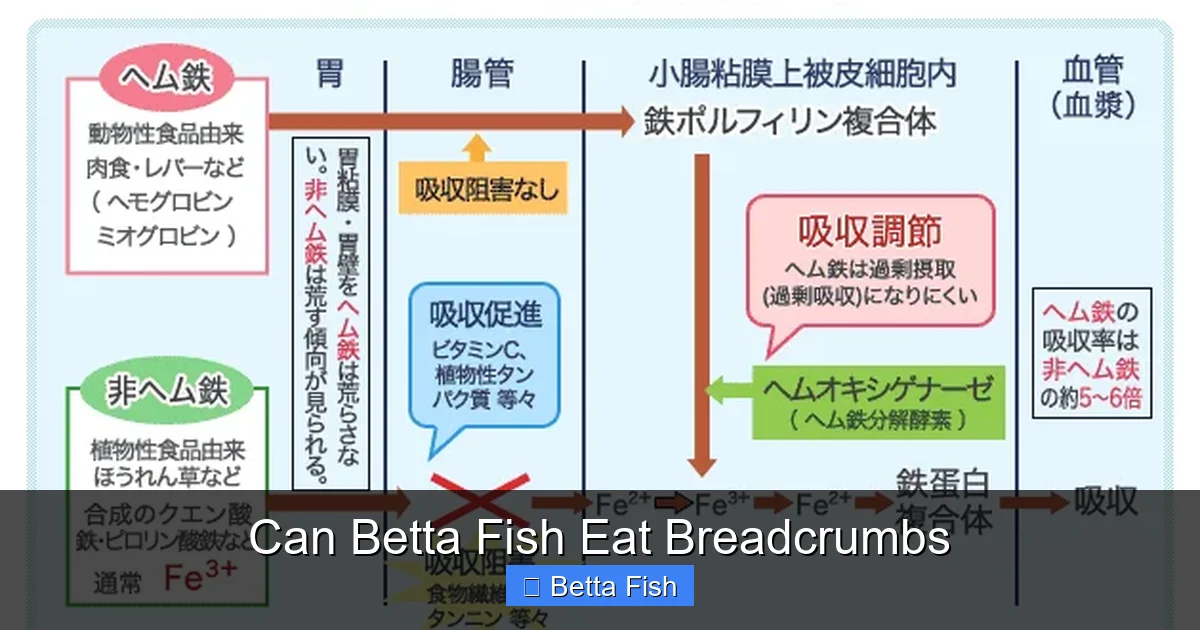 Can Betta Fish Eat Breadcrumbs