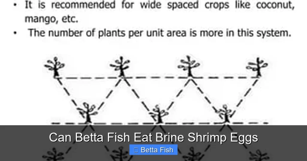 Can Betta Fish Eat Brine Shrimp Eggs