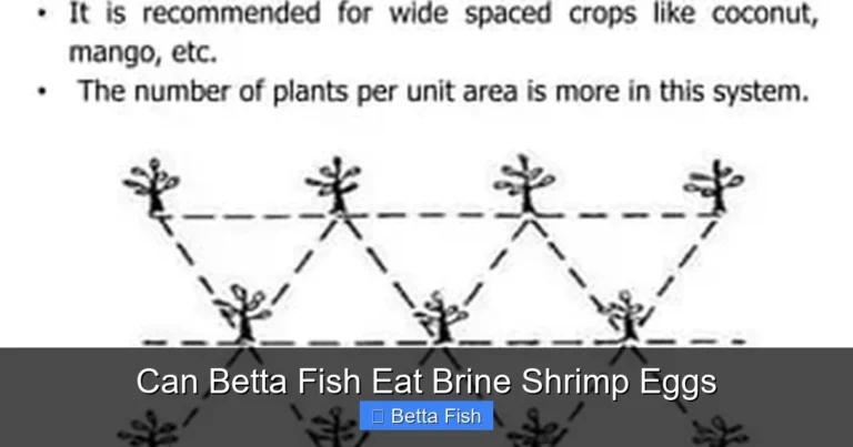 Can Betta Fish Eat Brine Shrimp Eggs