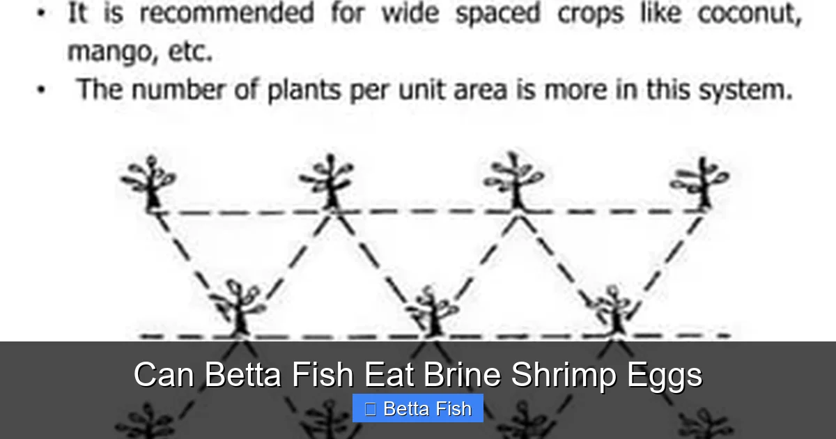 Can Betta Fish Eat Brine Shrimp Eggs