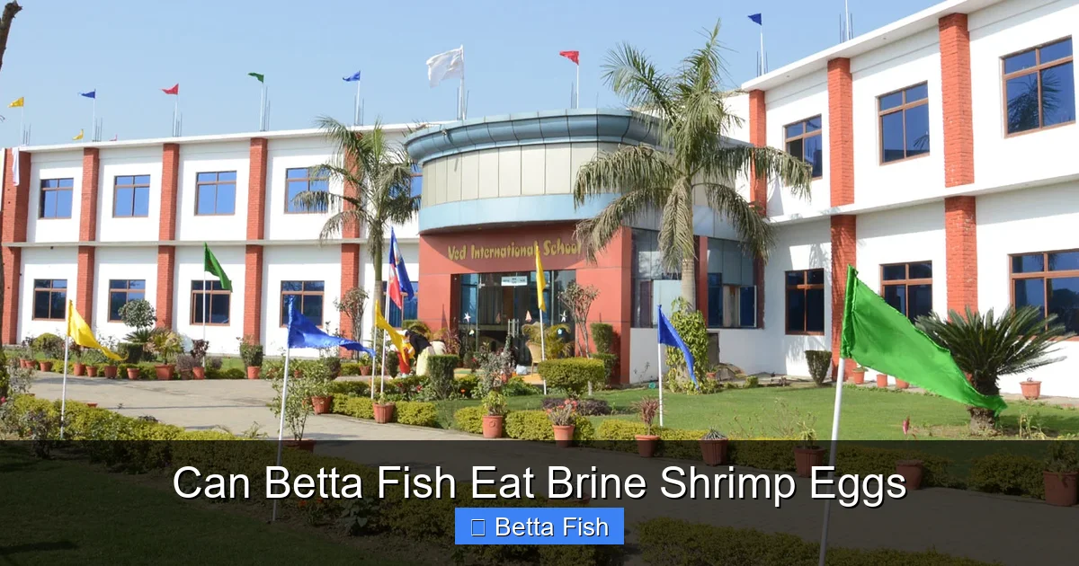 Can Betta Fish Eat Brine Shrimp Eggs