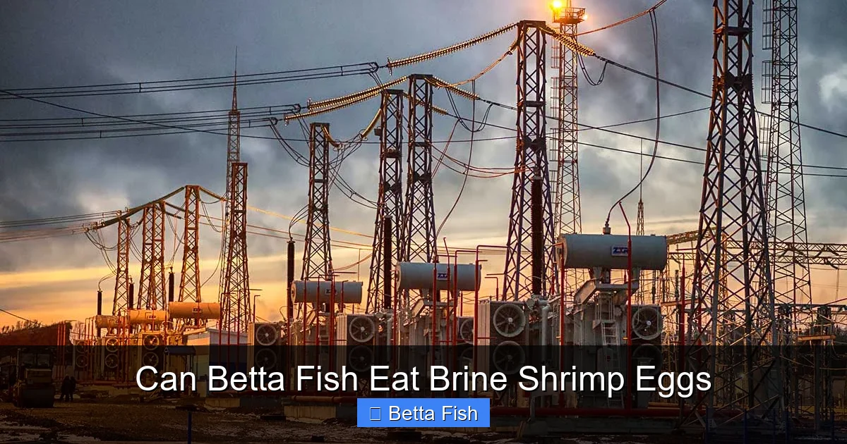 Can Betta Fish Eat Brine Shrimp Eggs