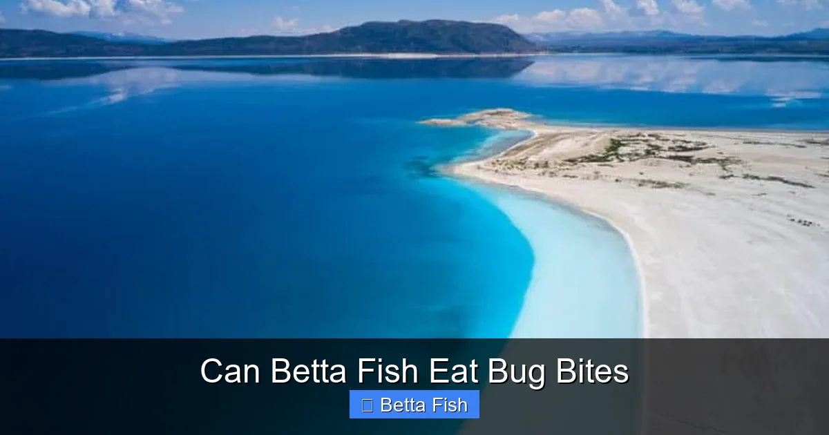 Can Betta Fish Eat Bug Bites