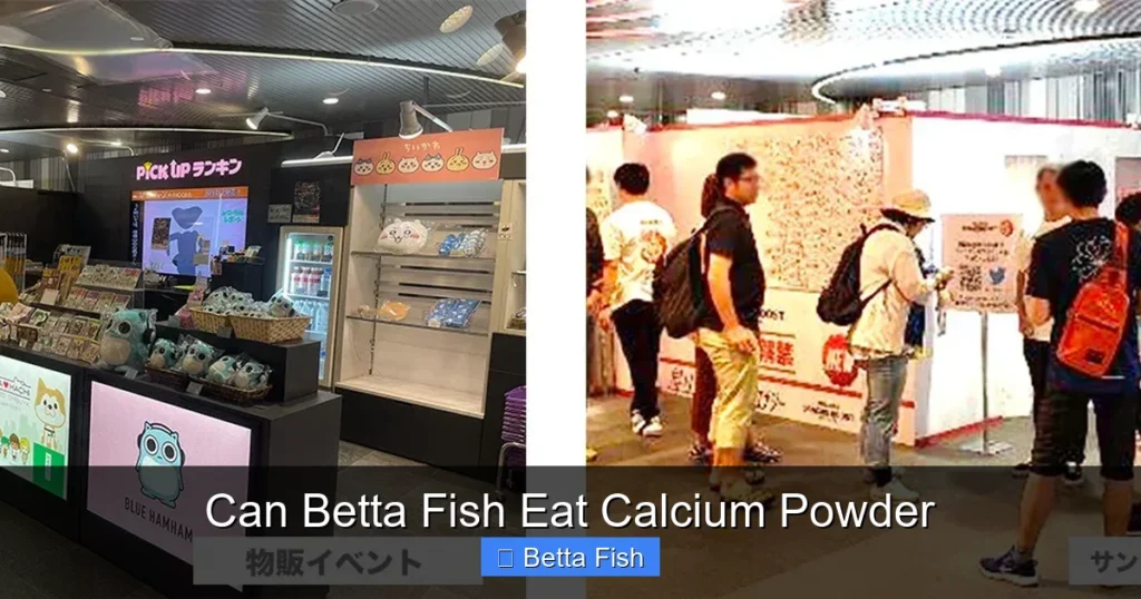 Can Betta Fish Eat Calcium Powder