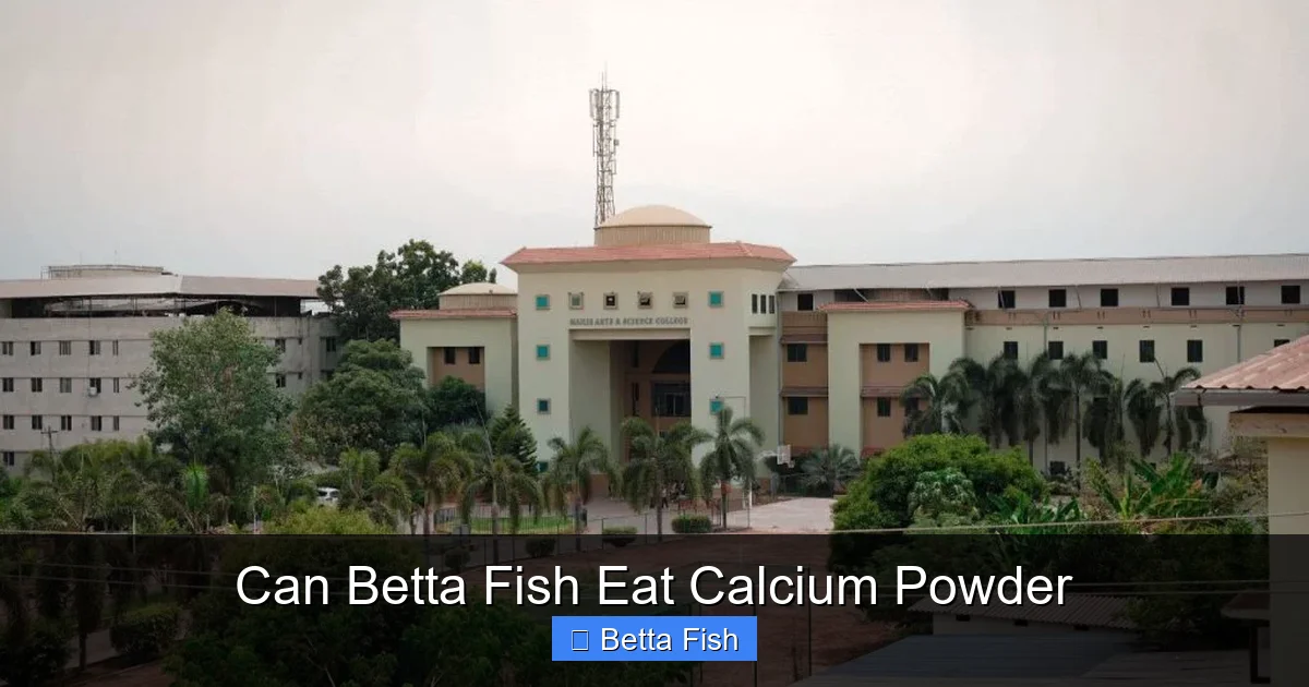 Can Betta Fish Eat Calcium Powder