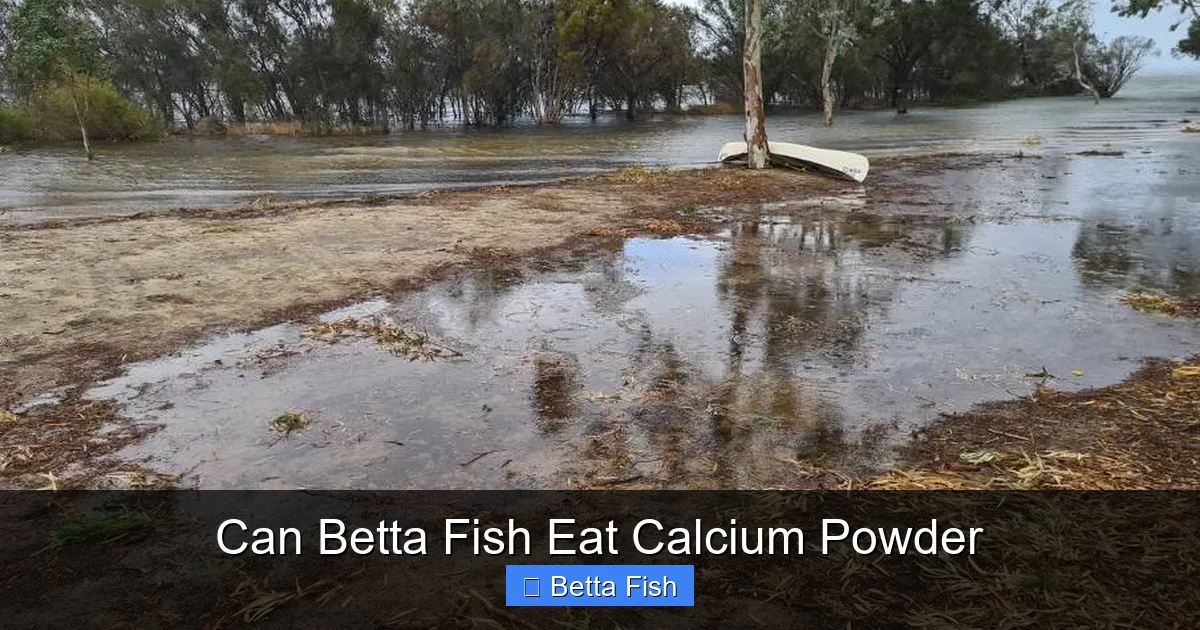 Can Betta Fish Eat Calcium Powder