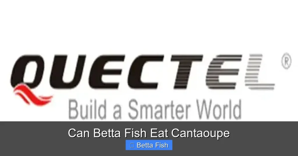 Can Betta Fish Eat Cantaoupe