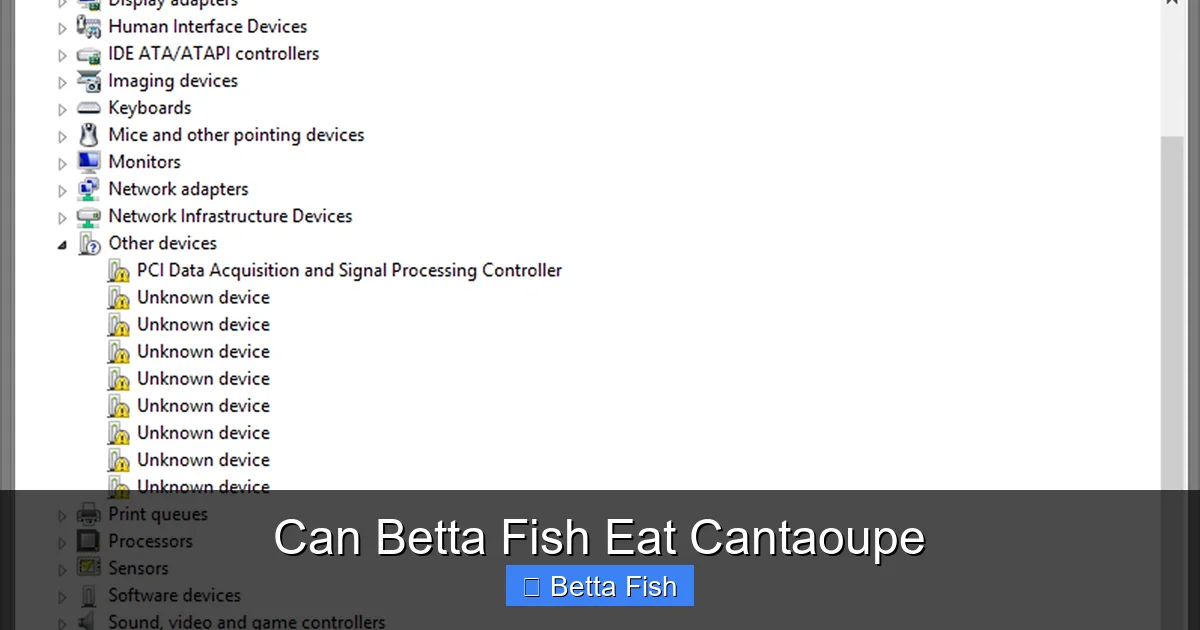 Can Betta Fish Eat Cantaoupe