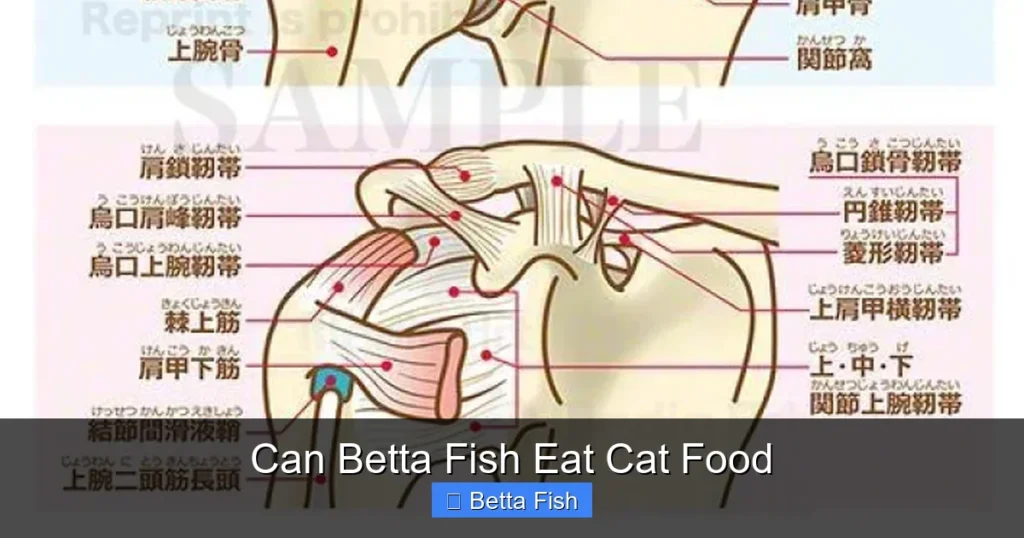 Can Betta Fish Eat Cat Food