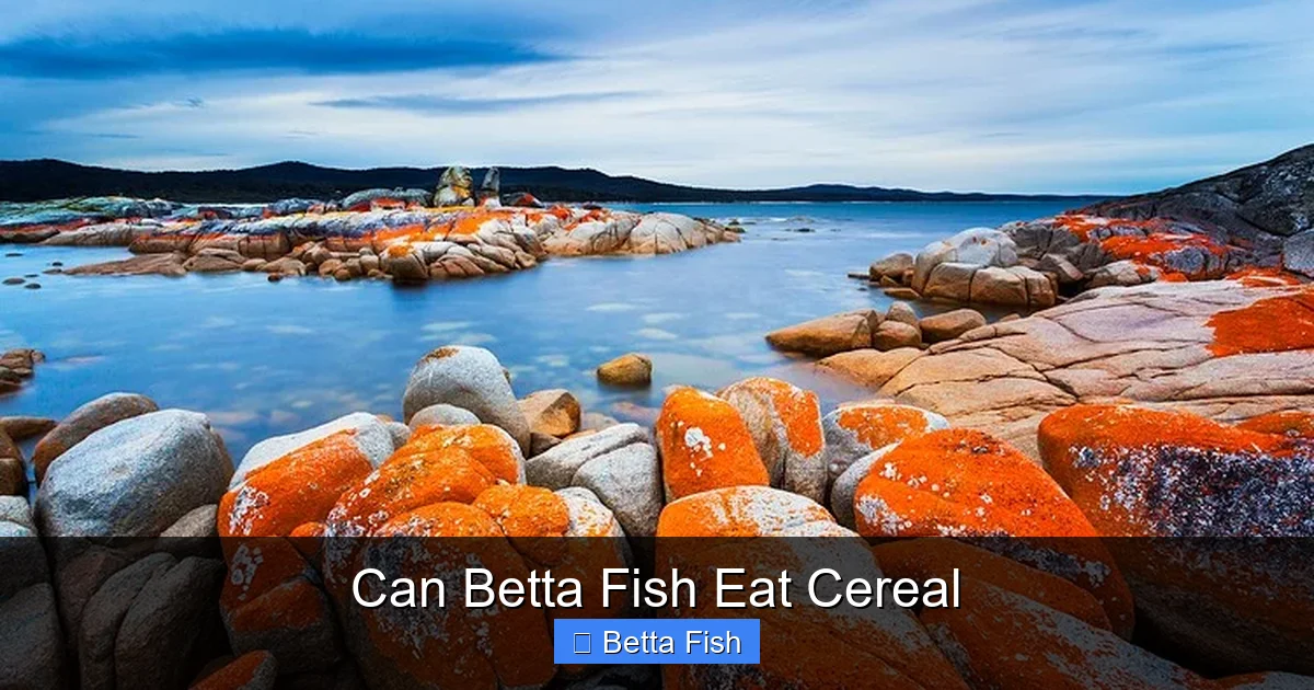 Can Betta Fish Eat Cereal