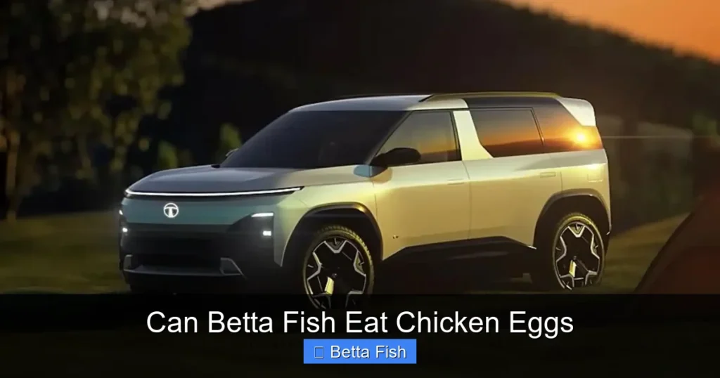 Can Betta Fish Eat Chicken Eggs