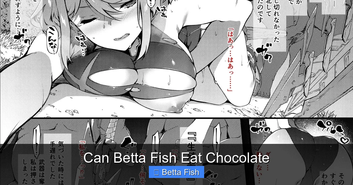 Can Betta Fish Eat Chocolate