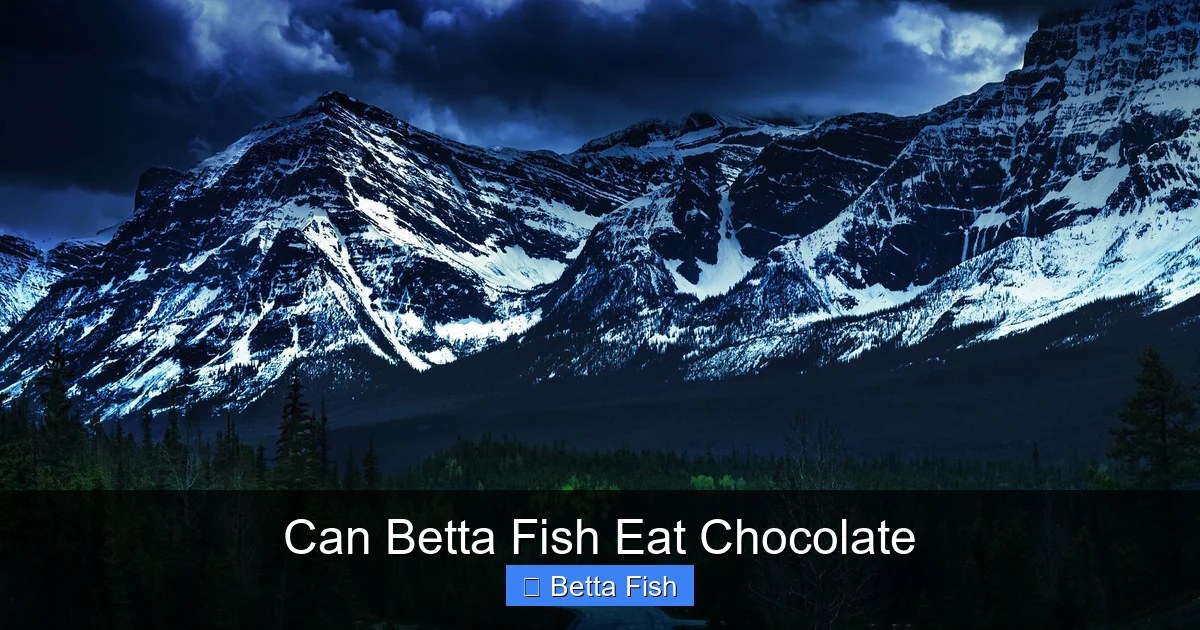 Can Betta Fish Eat Chocolate