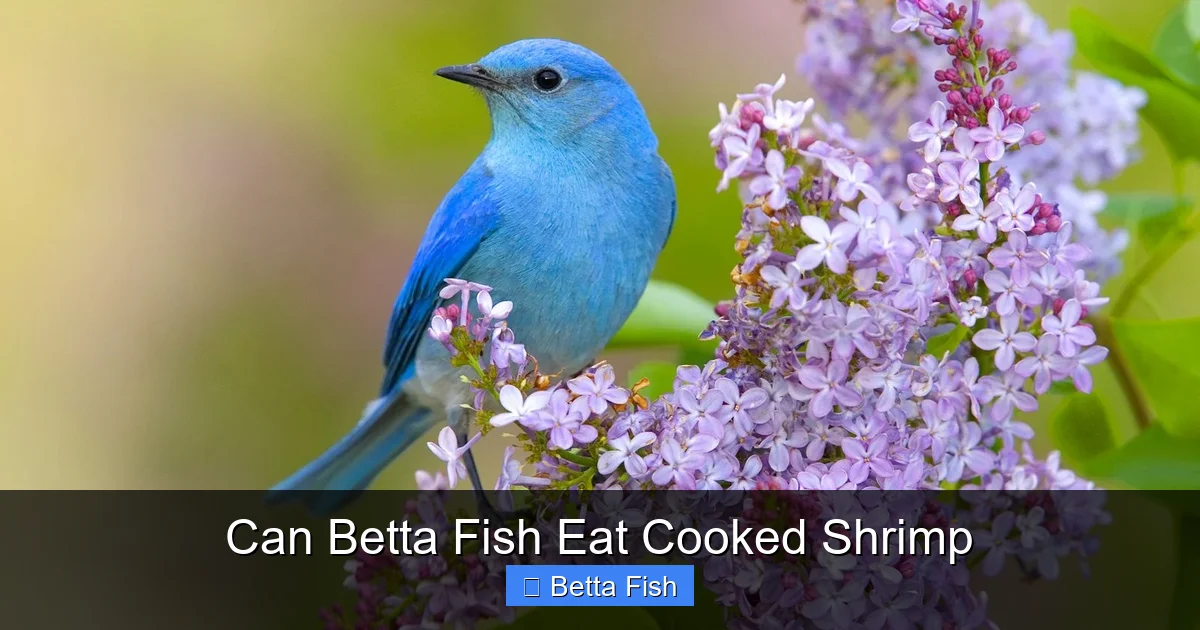 Can Betta Fish Eat Cooked Shrimp